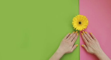 Kadın elleri güzel manikür gerbera çiçeği renkli arka planda