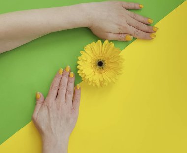Kadın elleri güzel manikür gerbera çiçeği renkli arka planda
