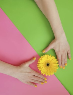 Kadın elleri güzel manikür gerbera çiçeği renkli arka planda