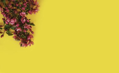 Renkli arkaplanda manolya çiçeği çerçevesi