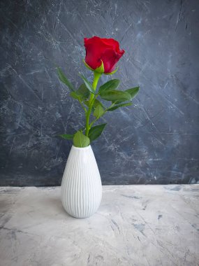 beton arkaplanda vazoda çiçek açtı.