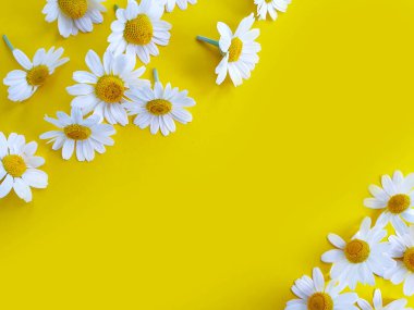 Renkli arkaplanda papatya çiçeği