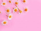 heřmánkový květ na barevném pozadí
