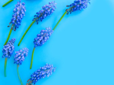 Renkli arkaplan çerçevesinde mavi çiçekler