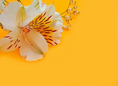 Renkli arkaplanda çiçek aranjmanı