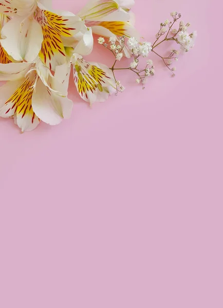 Arreglo Floral Sobre Fondo Color — Foto de Stock