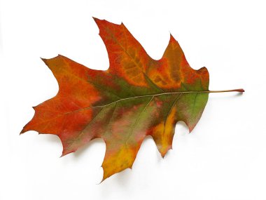Sonbahar meşe yaprağı beyaz arkaplanda izole