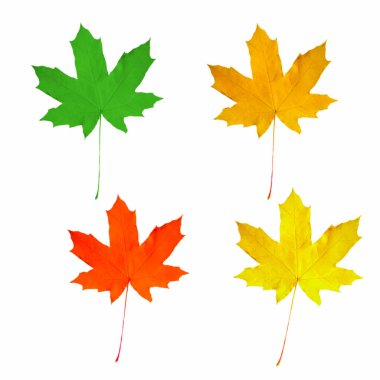 Akçaağaç yaprağı beyaz arkaplanda izole edildi