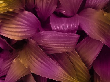 dekorasyon neon tropikal yaprak arkaplanı