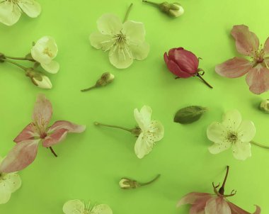 Renkli bir arka plan tatilinde çiçek açan kiraz.