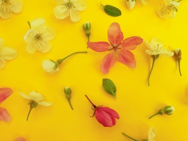 Renkli bir arka plan tatilinde çiçek açan kiraz.