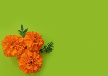 Renkli arka planda çiçek açan portakal çiçekleri