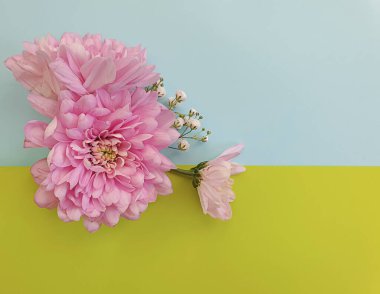 Renkli arkaplanda güzel bir çiçek kompozisyonu