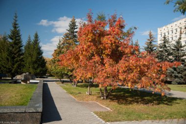 ağaçlar ve çeşme arasında geçit