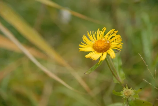 Samotny Żółty Kwiat Makro — Zdjęcie stockowe