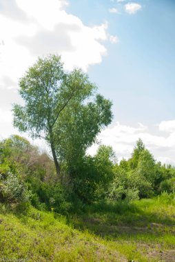 Güneşli günde yeşil ağaç