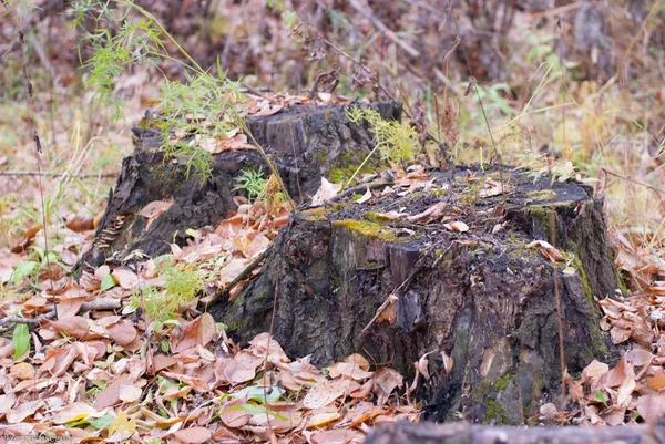 Old Stump Autumn Forest — Stock Photo, Image