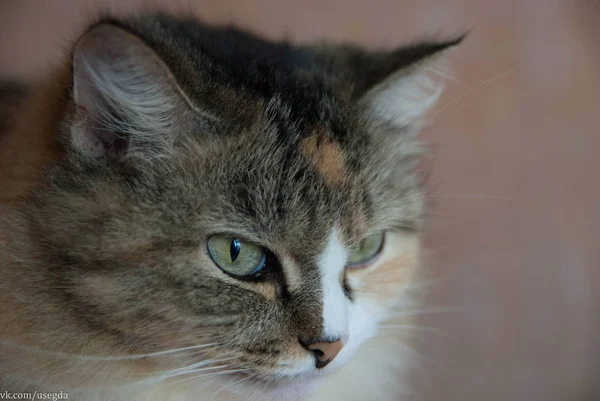 Siberian Cat House — Stock Photo, Image