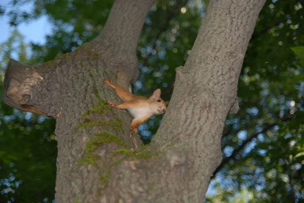 squirrel before tree jump