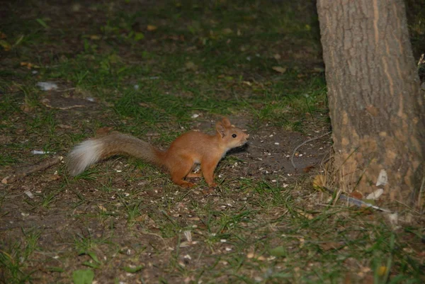 Squirrel Tree Jump — Stock Photo, Image