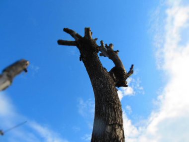 Ağaç kütüğü gökyüzüne karşı