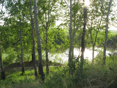 Yeşil ağaçların arkasındaki nehir