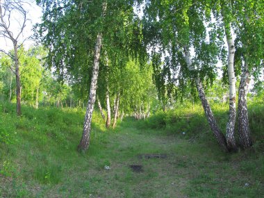 Yaz ormandaki ağaçlar