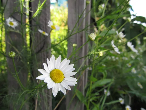 Weiße Gänseblümchen Grünem Garten Flora Und Natur — Stockfoto