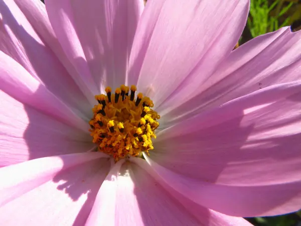 Samotny Fioletowy Kwiat Makro — Zdjęcie stockowe
