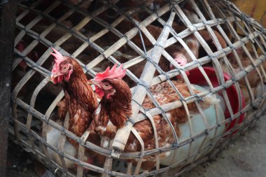 Bambu kafesin içinde kahverengi tavuklara yakın çekim, kümes hayvanları, geleneksel çiftlik hayvanları ve kırsal tarım için konsept fotoğraf