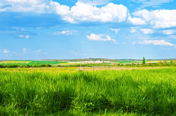 Landscape of lush green grass