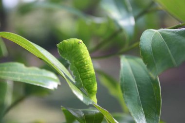 Tek bir yeşil tırtıl, sahte gözlü yeşil bir yaprağın ucunda duruyor. Parlak, güneşli bir günün gölgesinde.
