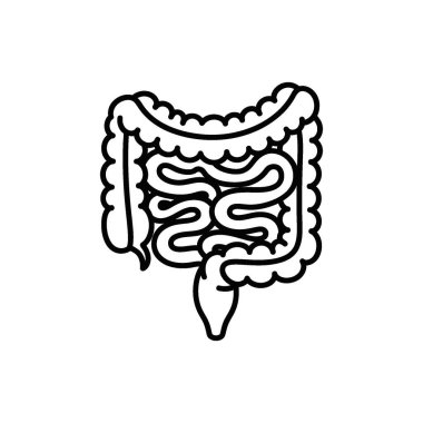 İnce ve kalın bağırsakların sarmalanmış yapısını gösteren insan bağırsak sisteminin bir taslağı. Bu tıbbi illüstrasyon açıkça beyaz bir arka planda sunuluyor, ed için uygun.