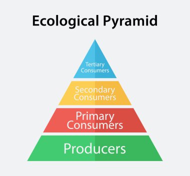 Ecological pyramid of energy diagram. Diagram of an ecological pyramid illustrating energy flow across four levels. clipart svg vector 
