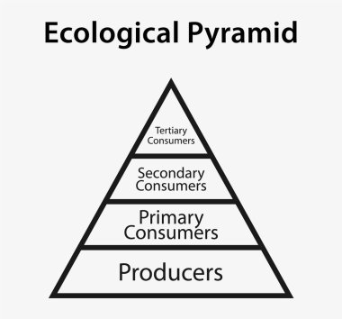 Ecological pyramid of energy diagram. Ecological pyramid diagram illustrating energy flow through trophic levels. clipart svg vector 