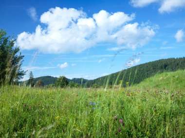 Summer wind blowing across grass field and wild flowers in the Black Forest Germany