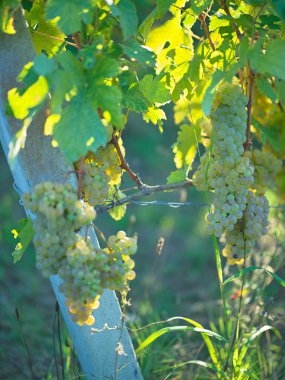 Piedmont İtalya 'nın Langhe Roero şarap bölgesindeki üzüm bağında yetişen yeşil üzümler.