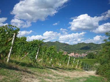 vineyard rows in the Langhe Roero wine region in Piedmont Italy with Monticello dAlba in the background