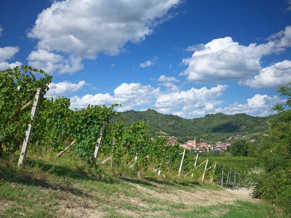 vineyard rows in the Langhe Roero wine region in Piedmont Italy with Monticello dAlba in the background