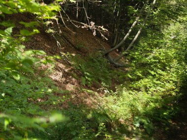 Wind blowing the sunlit ferns in the woods