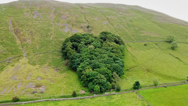 Eşsiz, kalp şeklinde bir ağaç şekli bulutlu bir gökyüzünün altında yemyeşil bir yamacın arka planına karşı duruyor..