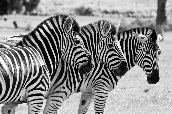 Üç zebra birbirine yakın duruyor, tek renkli olarak çekiliyor, çarpıcı çizgili şekillerini ve yüzlerinin detaylarını vurguluyorlar..