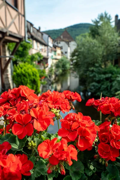 Öndeki kırmızı sardunyalar, nehir ve Kaysersberg 'in geleneksel evleri büyüleyici Alsas köyü atmosferini yakalıyor..