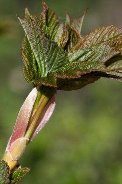 Taze yeşil bir filizin Macro çekimi. Genç yapraklar açılır. Büyümenin, yenilenmenin ve doğal gelişimin sembolü