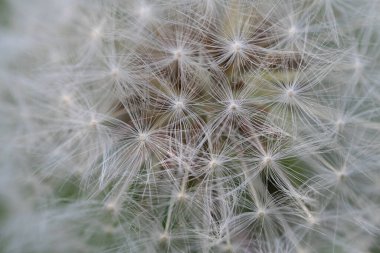 Karahindiba tohumu kafasının makro fotoğrafı beyaz tohumları ve doğal detayları gösteriyor. Kırılganlığın, isteklerin ve doğal döngülerin sembolü..