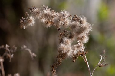 Doğal bir ortamda kurumuş yabani bitki tohumlarına yakın çekim. Detaylı makro fotoğrafçılık bir büyüme döngüsünün, doğa dokularının ve mevsimsel değişimin sonunu simgeliyor..