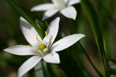 Sarı mantarlı, narin, beyaz yıldız şeklindeki çiçeklerin makro yakın çekimi. Taze yeşil çimlerde çiçek açıyor. Zarafet ve saflıkla bahar doğası kavramı.