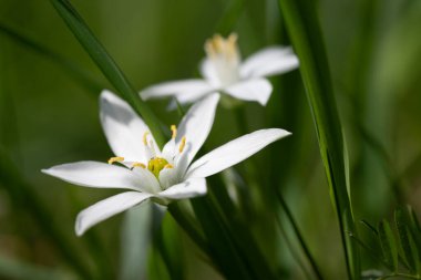 Sarı mantarlı, narin, beyaz yıldız şeklindeki çiçeklerin makro yakın çekimi. Taze yeşil çimlerde çiçek açıyor. Zarafet ve saflıkla bahar doğası kavramı.