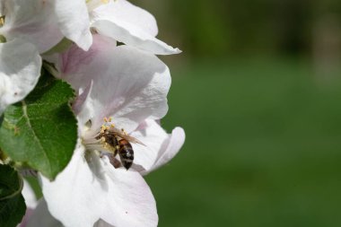Narin elma çiçeklerini dölleyen bir arı makrosu. Baharın sembolü, meyve büyümesi ve doğadaki tozlayıcıların önemi..