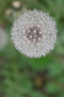 Karahindiba tohumu başlarının yakın çekim makrografisi, narin beyaz kabarık tüylü ve doğal yeşil bulanık arkaplan. Kırılganlığın, isteklerin ve doğa döngülerinin sembolü.